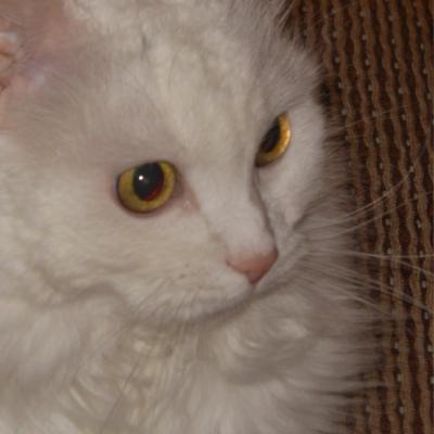 Светлана Соболева