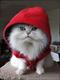 CATMANN