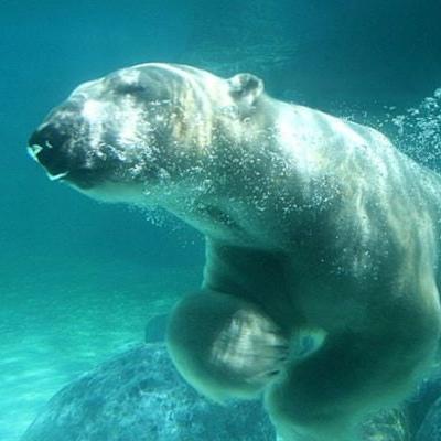 Антон Петухов