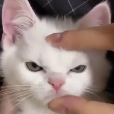 Стас Салимов